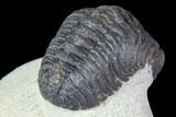 Bargain, Morocops Trilobite - Visible Eye Facets #119620-4
